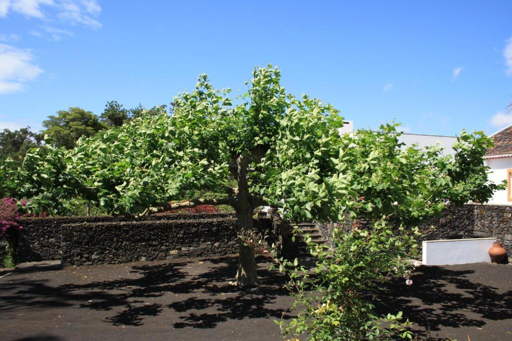 Quinta De Sao Caetano - Sao Miguel Acores Populo  Buitenkant foto